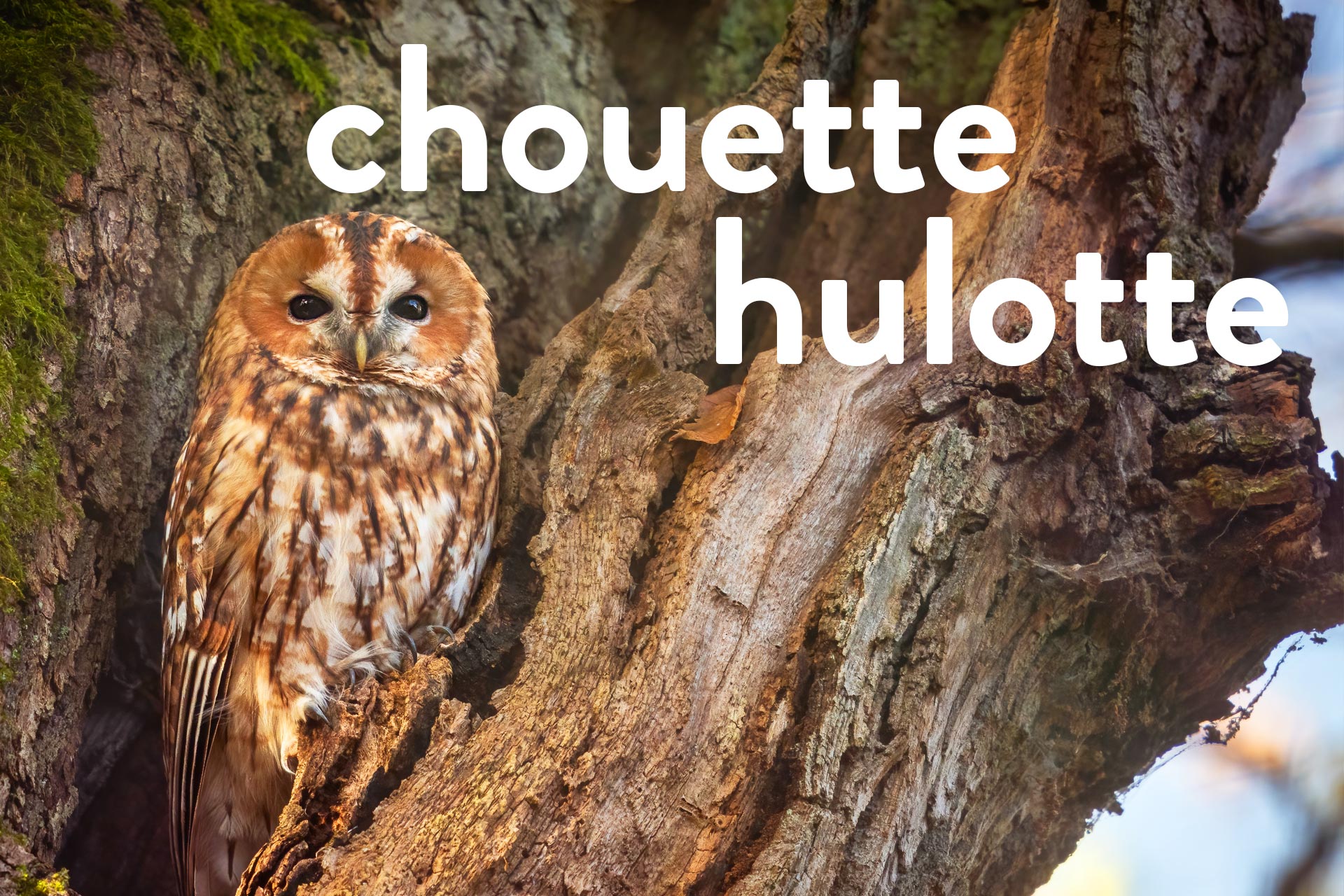 Chouette Hulotte 1001 Sites Nature En Ville